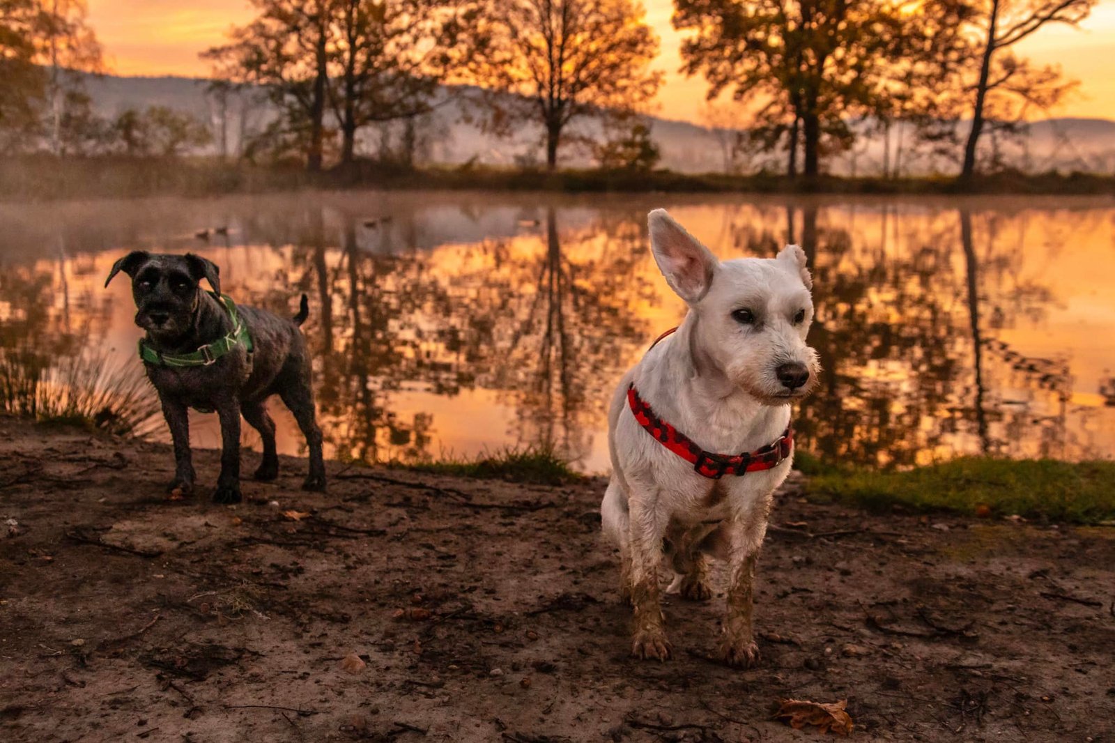 W Karkonoszy z psem - o czym powinniście wiedzieć