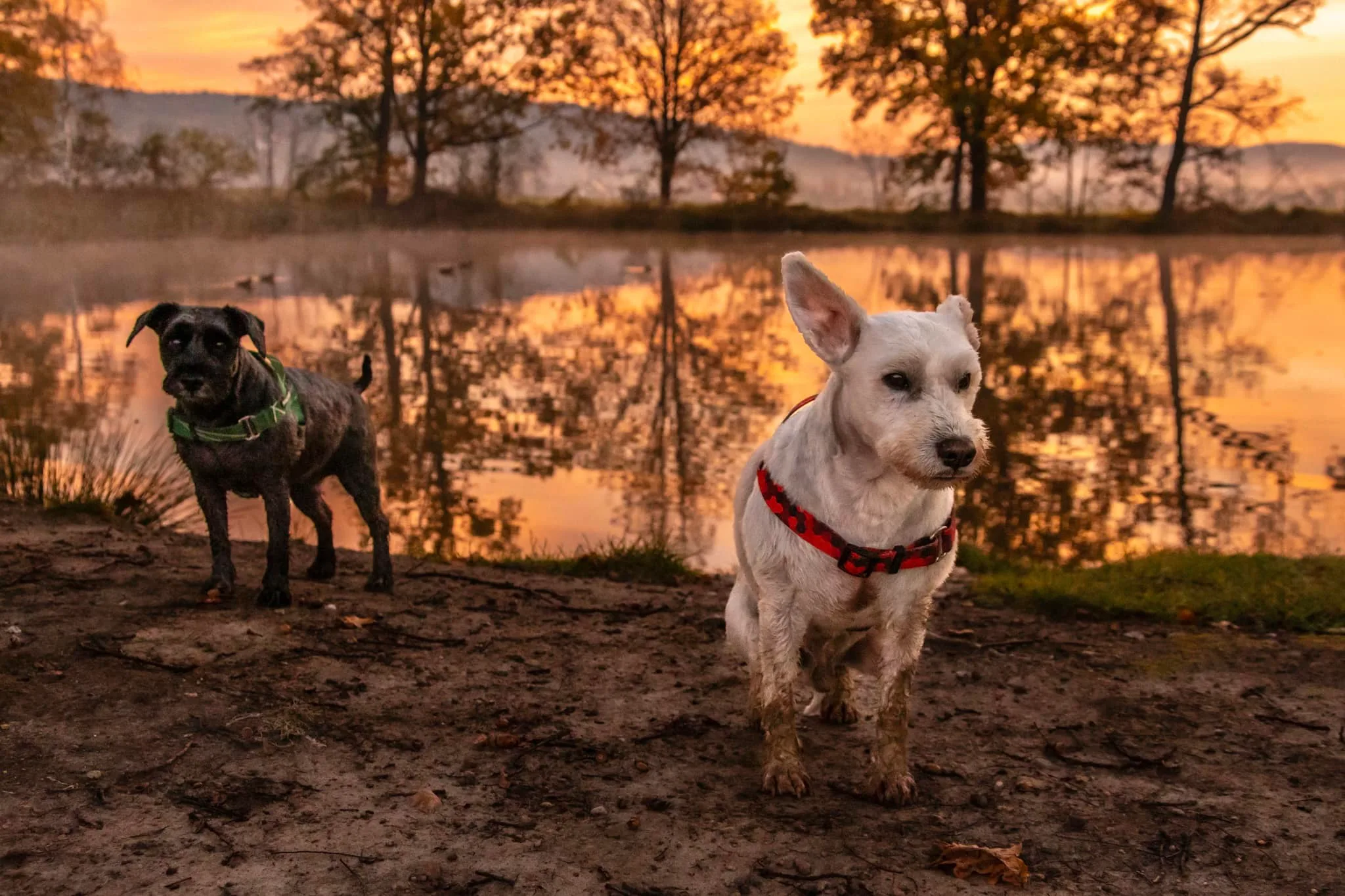 W Karkonoszy z psem - o czym powinniście wiedzieć